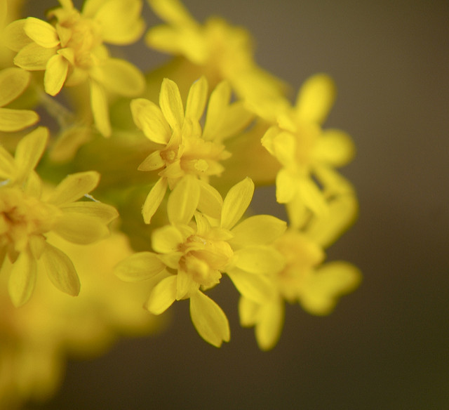 Solidago nemoralis