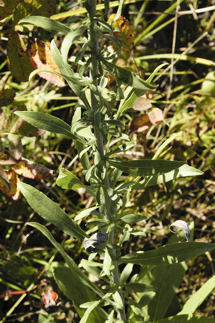 Solidago nemoralis
