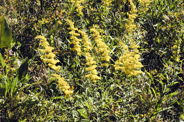 Solidago nemoralis