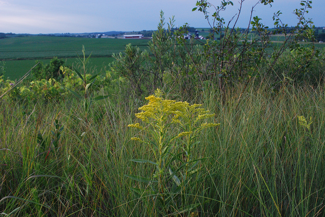 Solidago nemoralis