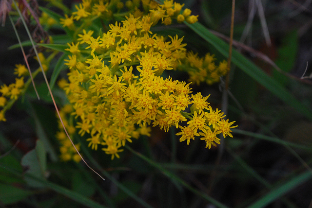 Solidago nemoralis (Solidago nemoralis)