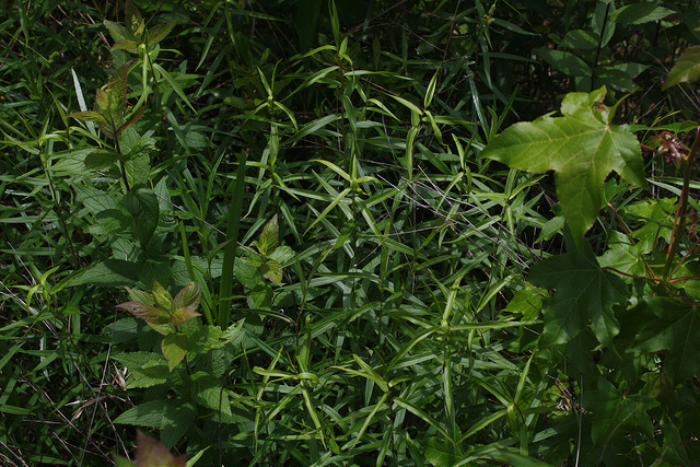 Solidago odora