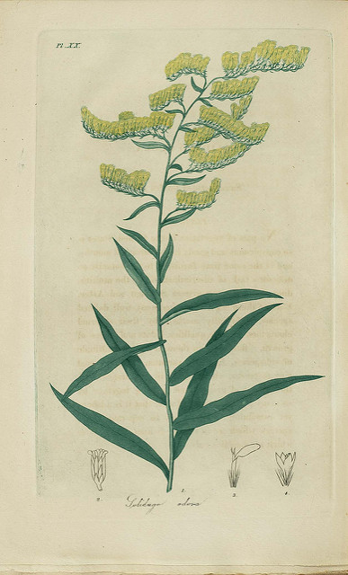Solidago odora