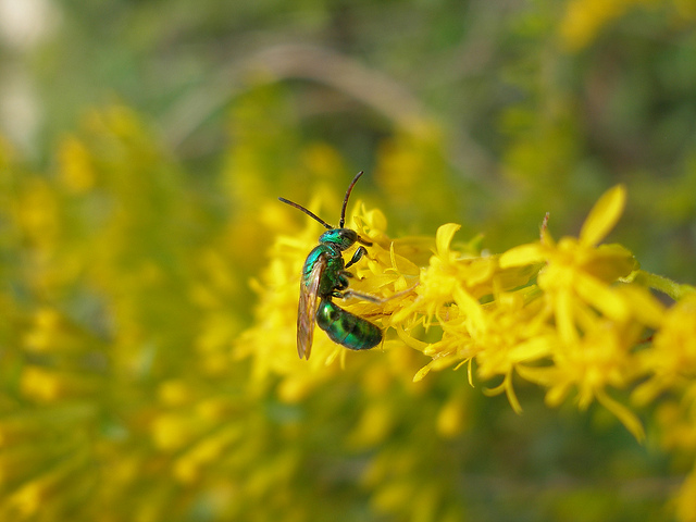 Solidago odora