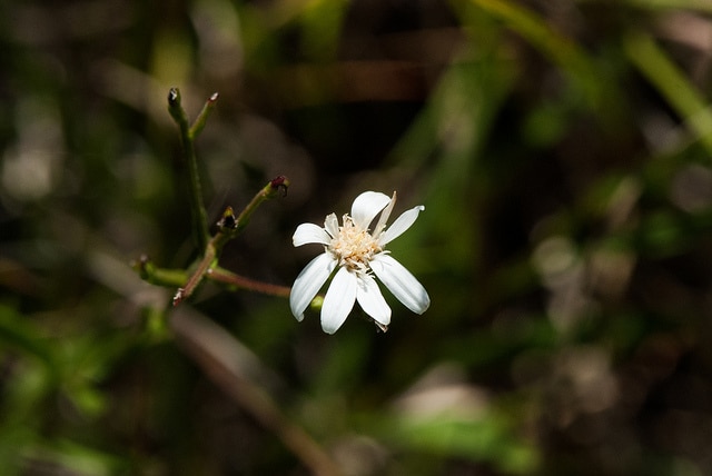 Solidago ptarmicoides