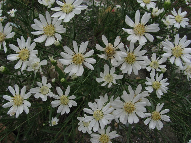 Solidago ptarmicoides