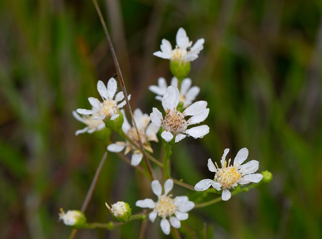 Solidago ptarmicoides