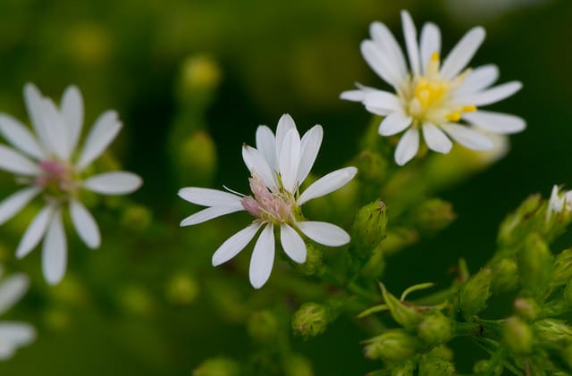 Solidago ptarmicoides