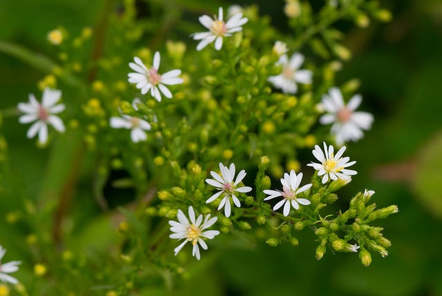 Solidago ptarmicoides