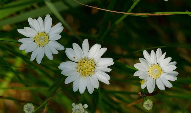 Solidago ptarmicoides (Solidago ptarmicoides)