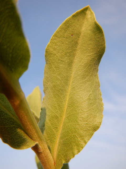 Solidago rigida (Solidago rigida)