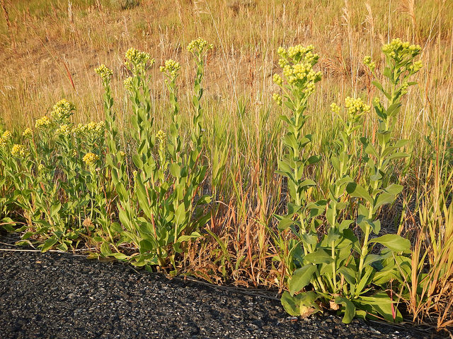 Solidago rigida