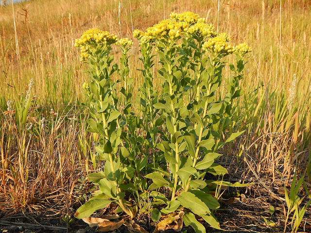 Solidago rigida
