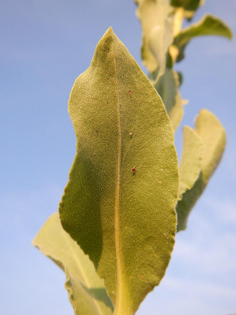 Solidago rigida