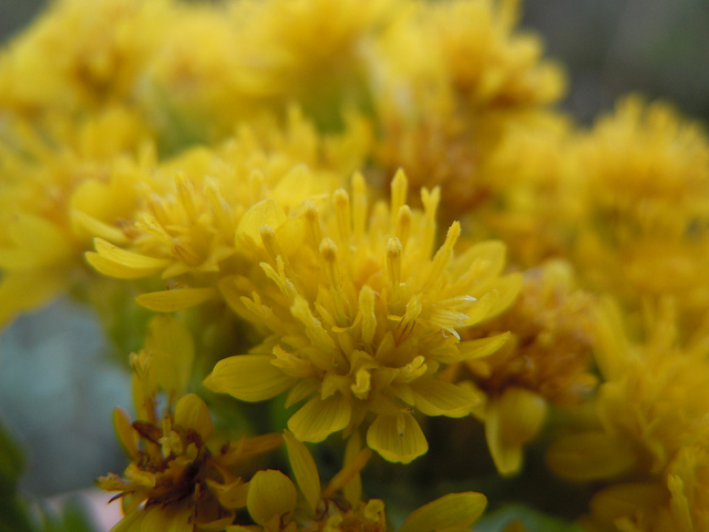 Solidago rigida