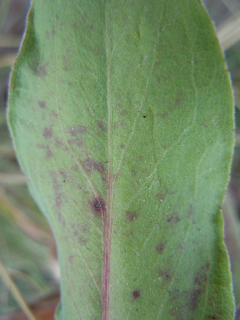 Solidago rigida