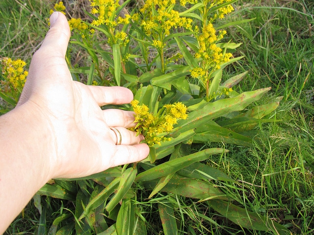 Solidage sempervirent (Solidago sempervirens)