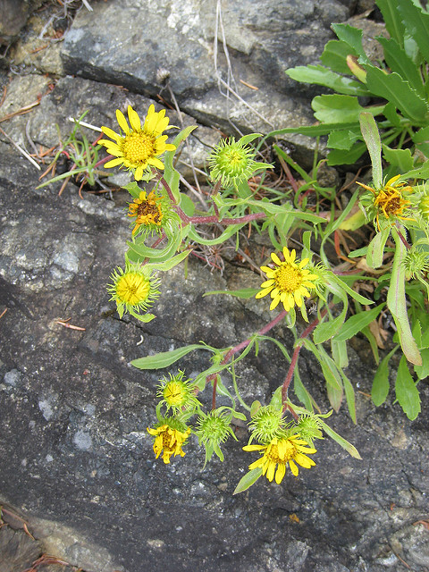 Solidago spathulata (Solidago spathulata)