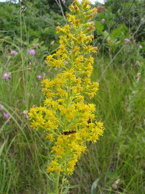 Solidago speciosa