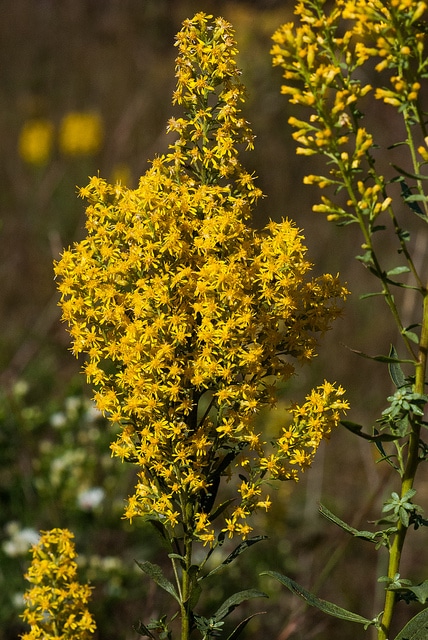 Solidago speciosa