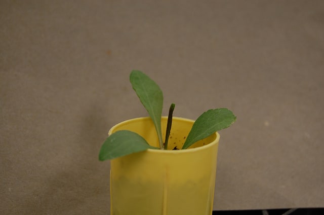 Solidago speciosa