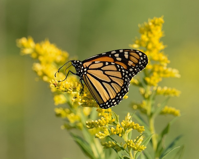 Solidago speciosa
