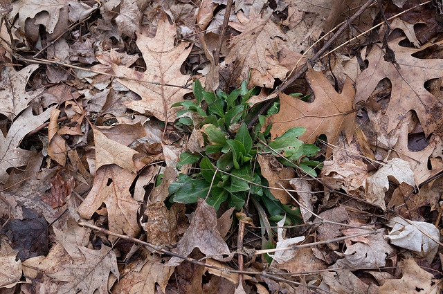 Solidago speciosa (Solidago speciosa)