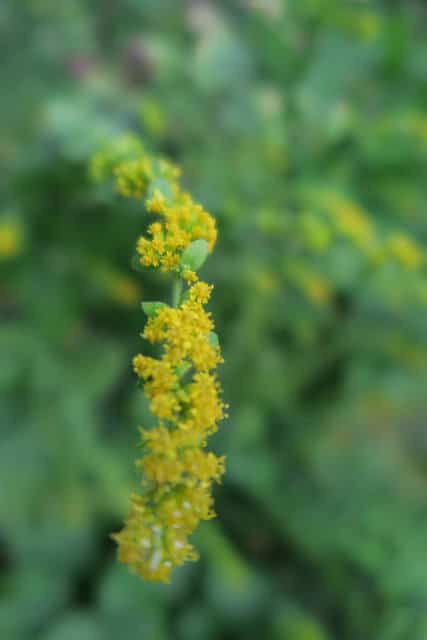 Solidago sphacelata (Solidago sphacelata)