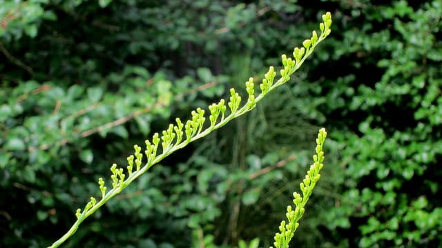 Solidago stricta (Solidago stricta)