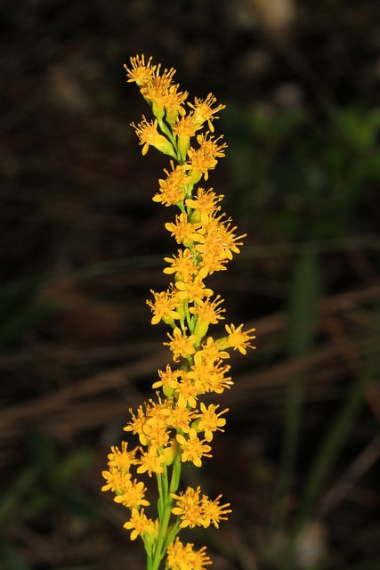 Solidago stricta
