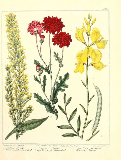 Solidago stricta