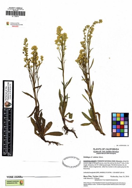 Solidago stricta