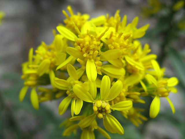 Solidago virgaurea