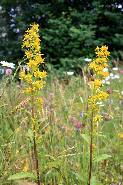 Solidago virgaurea
