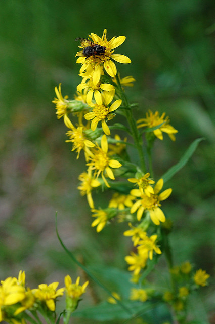 Solidago virgaurea