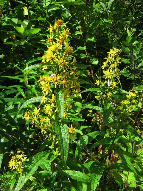 Solidago virgaurea