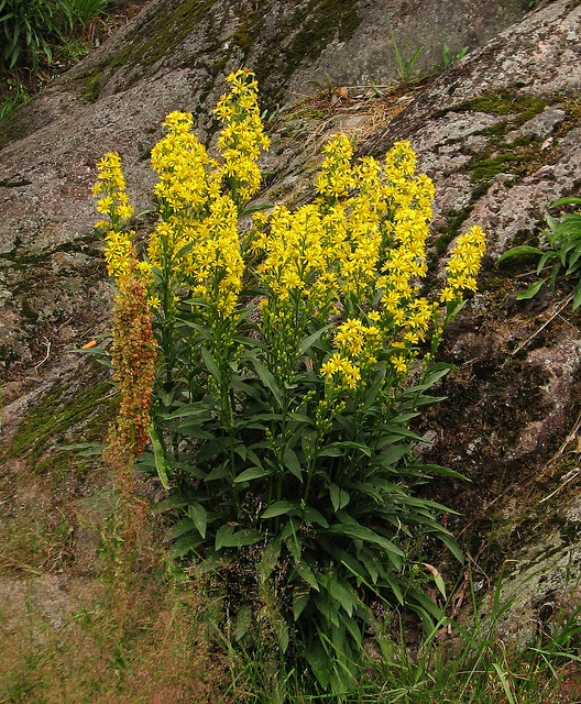 Solidago virgaurea