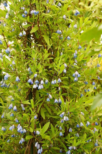 Sollya heterophylla