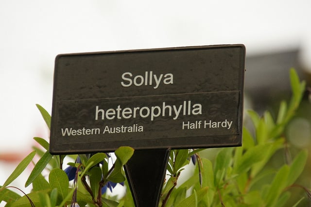 Sollya heterophylla