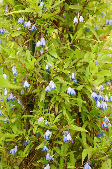 Sollya heterophylla