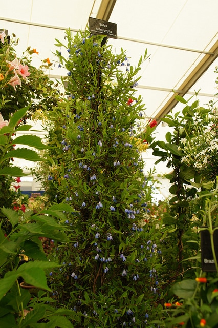 Sollya heterophylla