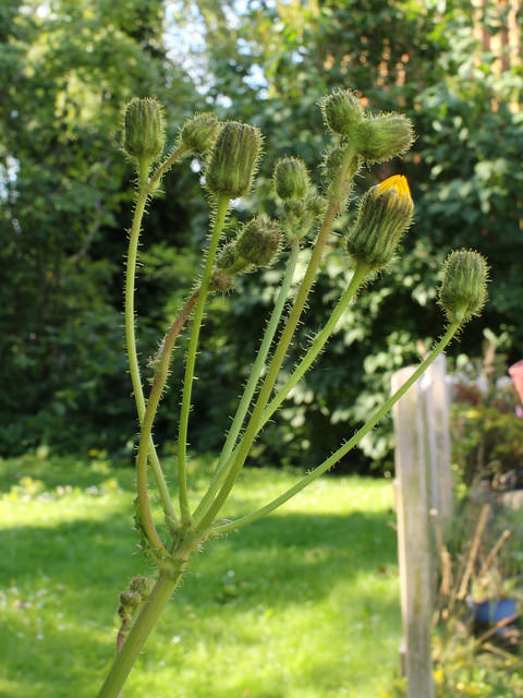 Laiteron des champs (Sonchus arvensis)