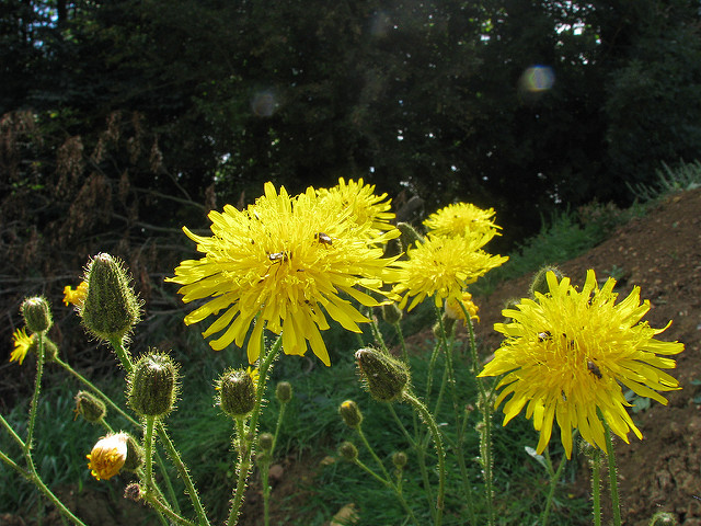 Laiteron des champs
