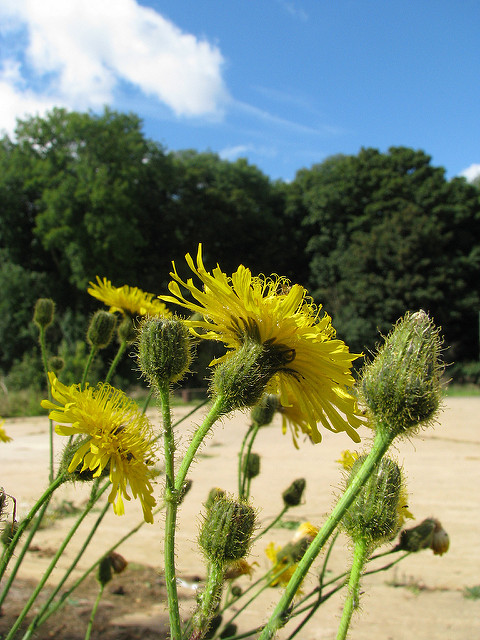 Laiteron des champs
