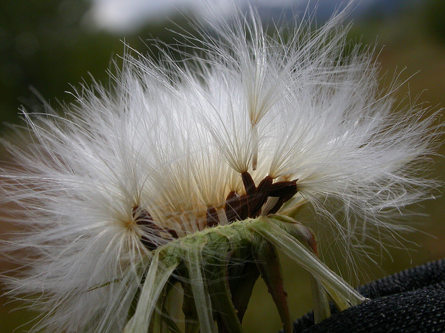 Laiteron épineux (Sonchus asper)