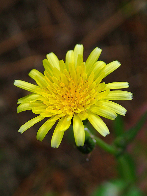 Laiteron maraîcher (Sonchus oleraceus)