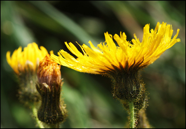 Laiteron des marais (Sonchus palustris)