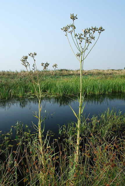 Laiteron des marais