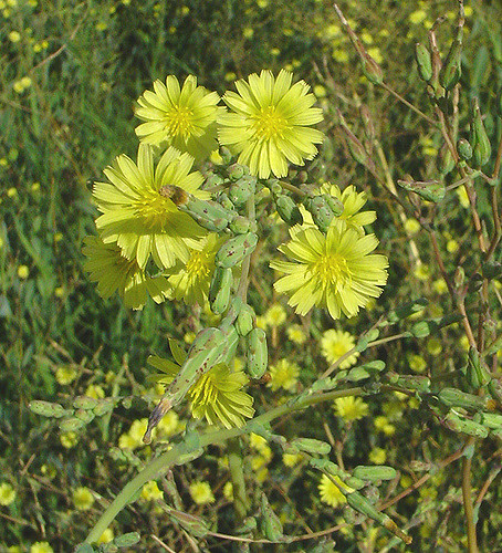 Laiteron délicat