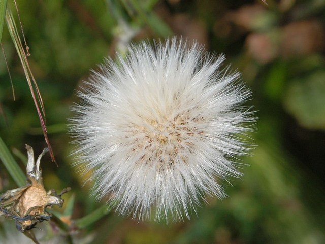 Laiteron délicat